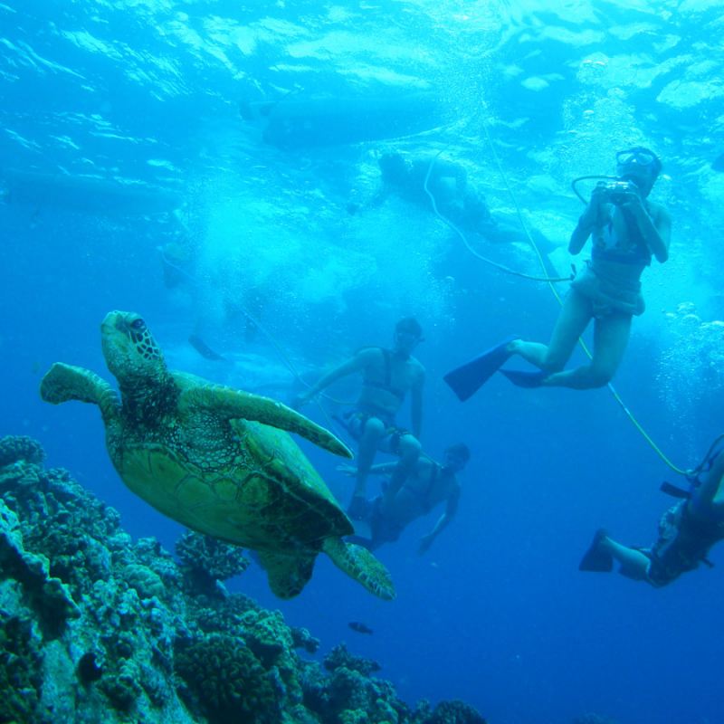 Molokini Snorkeling SNUBA & SCUBA Diving Molokini Crater